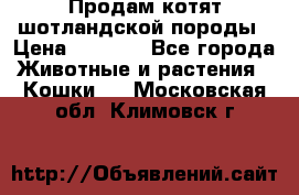 Продам котят шотландской породы › Цена ­ 2 000 - Все города Животные и растения » Кошки   . Московская обл.,Климовск г.